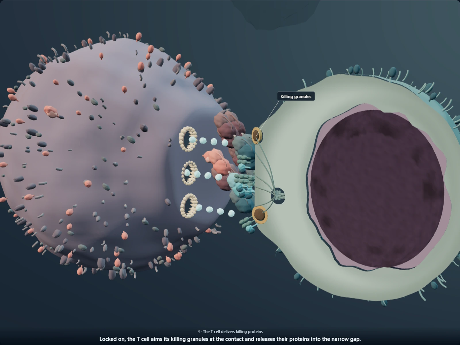 Poster for How blinatumomab connects a T cell to a leukemia cell