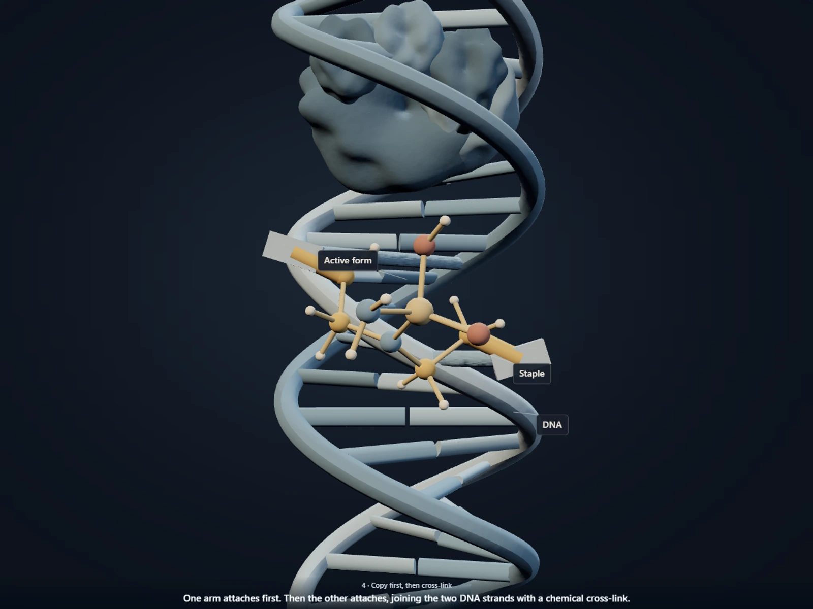 Poster for How the liver switches cyclophosphamide on and how it staples leukemia-cell DNA shut