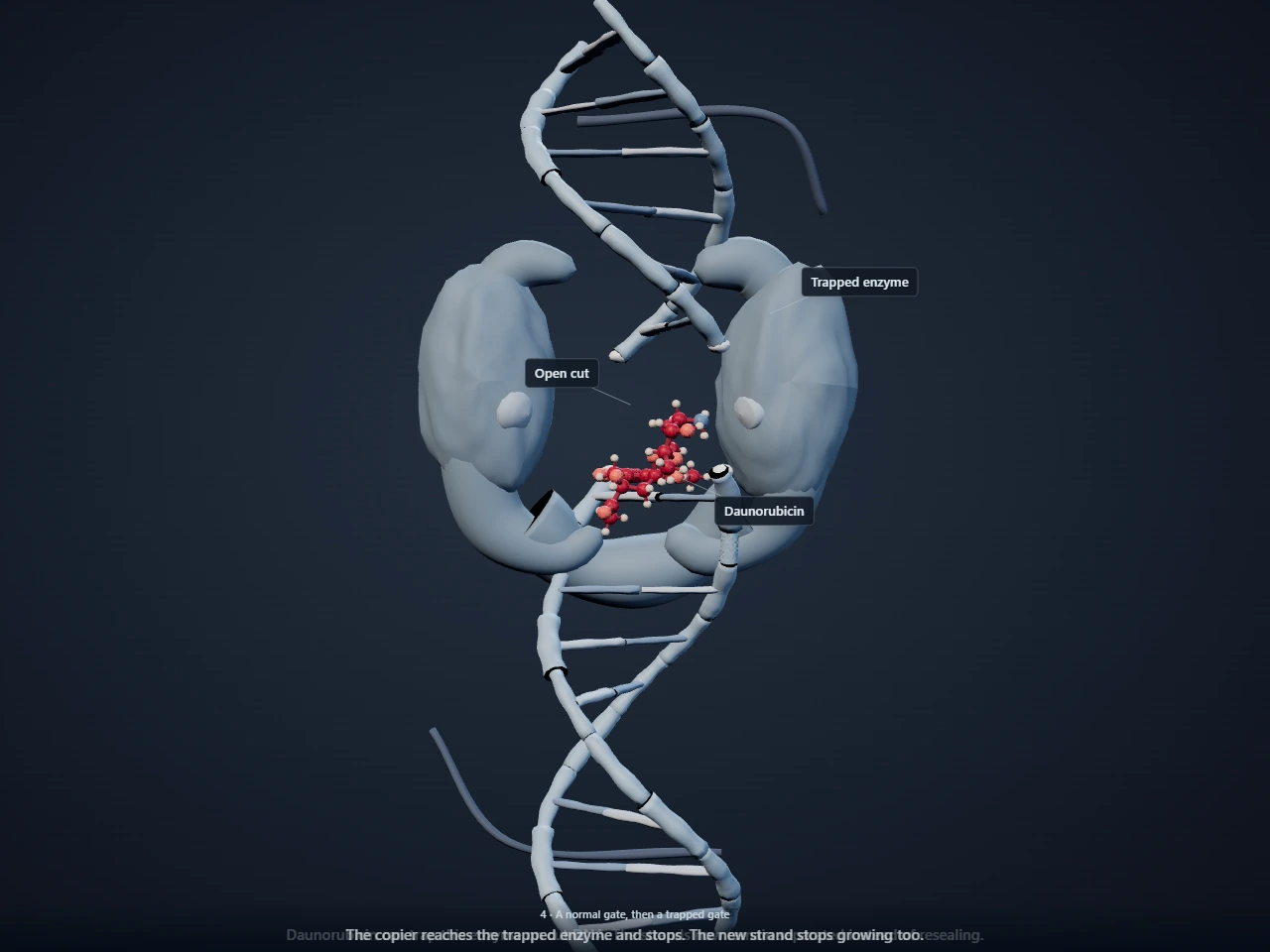 Poster for How daunorubicin wedges into DNA and traps the enzyme that untangles it