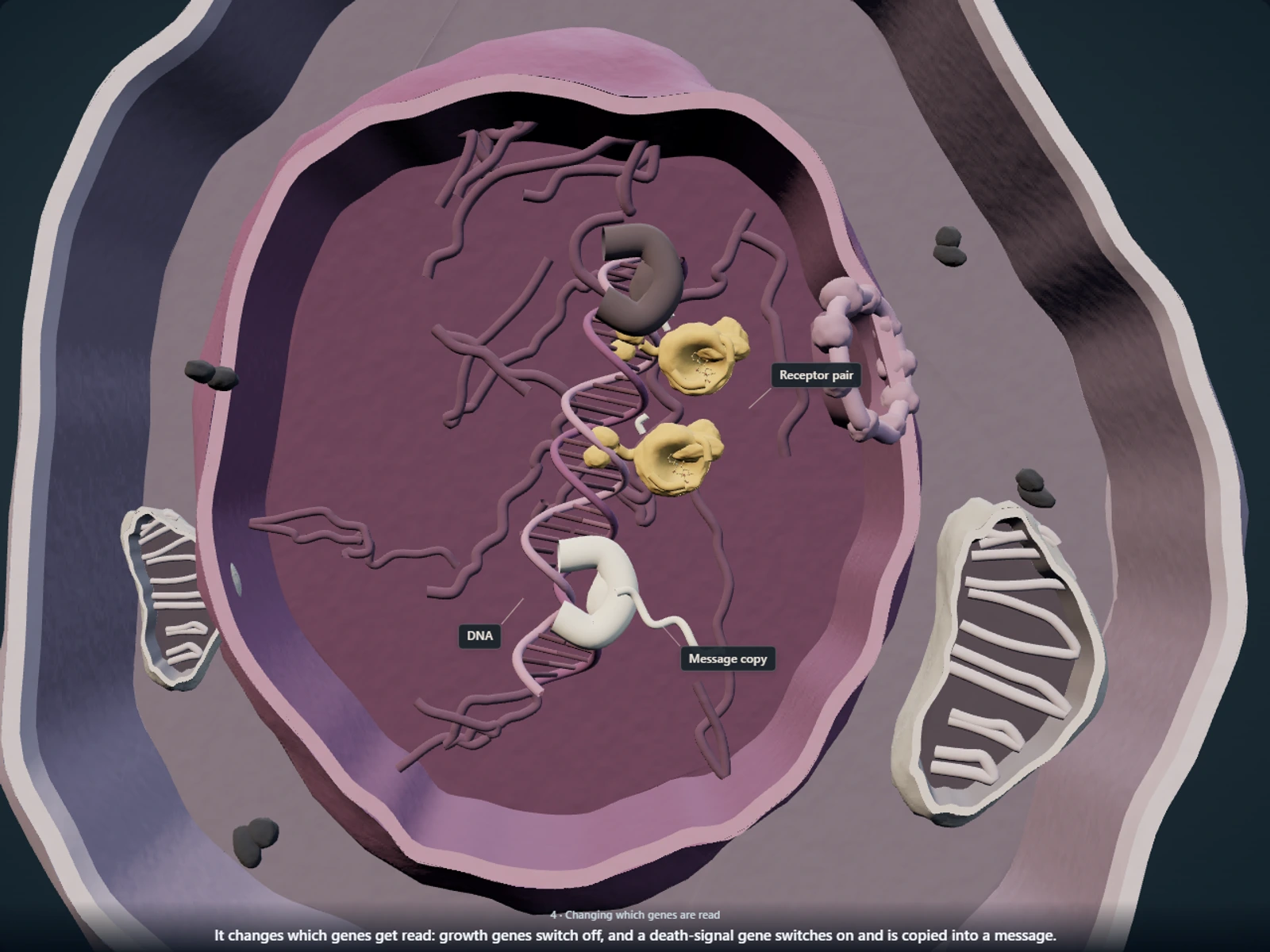 Poster for How dexamethasone changes gene reading and triggers leukemia cell death