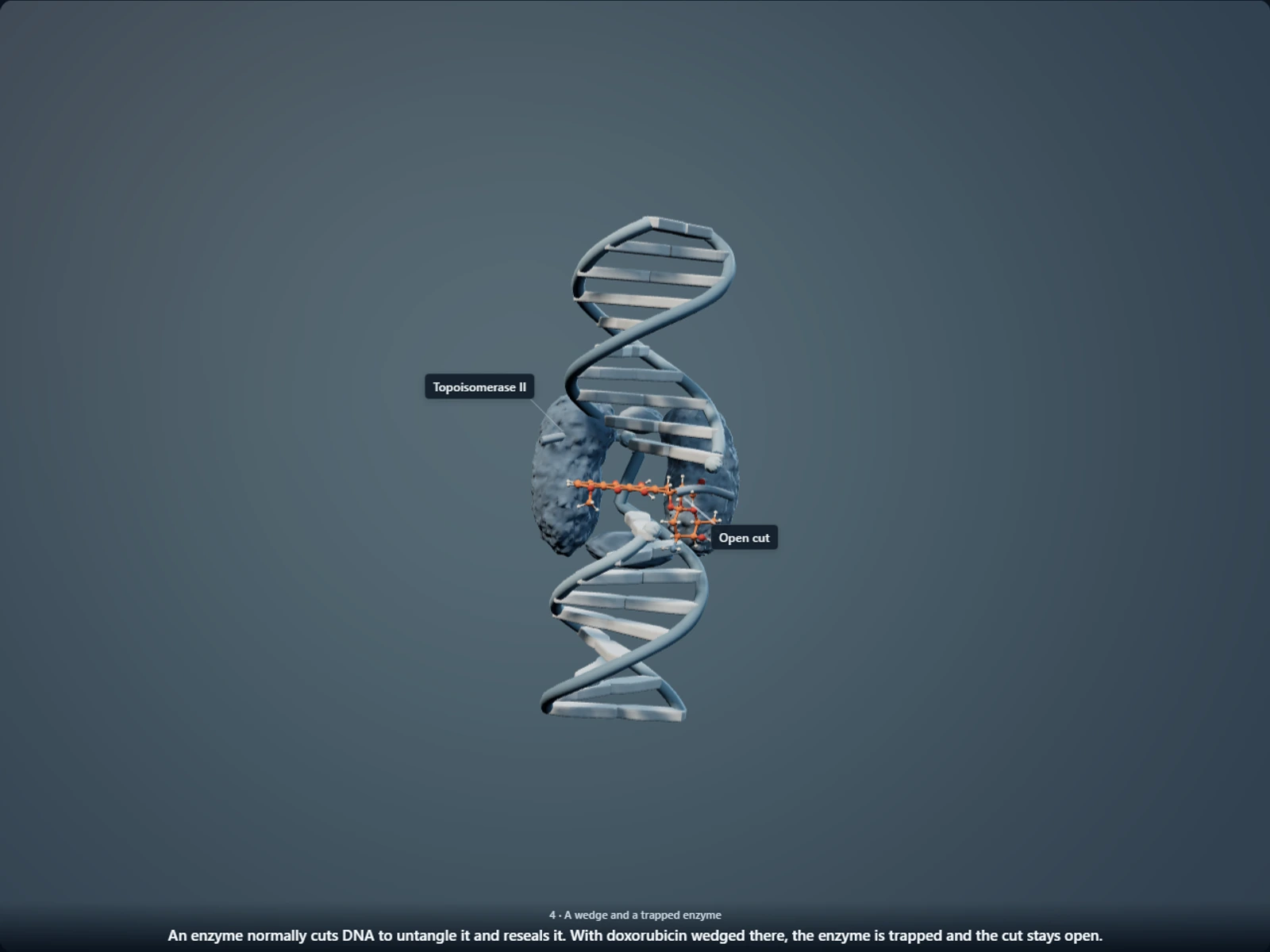 Poster for How doxorubicin wedges into DNA and jams the enzyme that reseals it