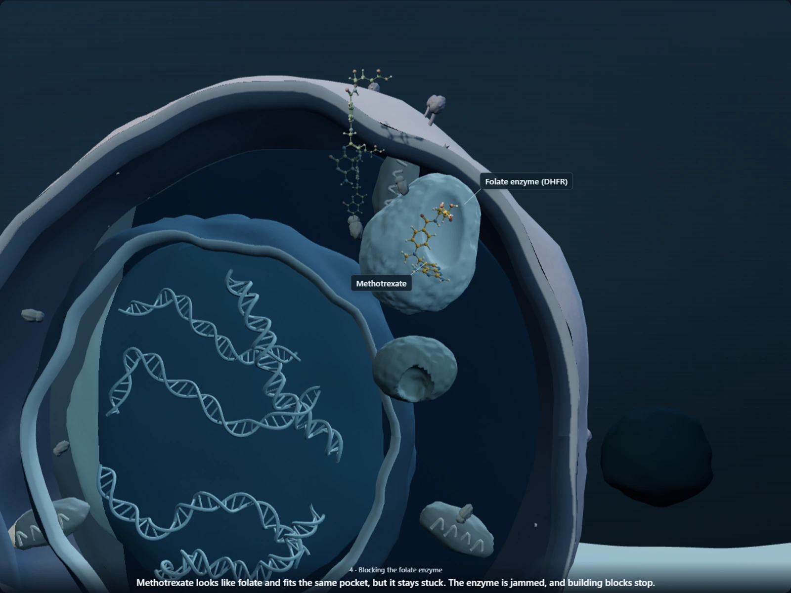 Poster for How intrathecal methotrexate reaches leukemia cells hiding around the brain and spine