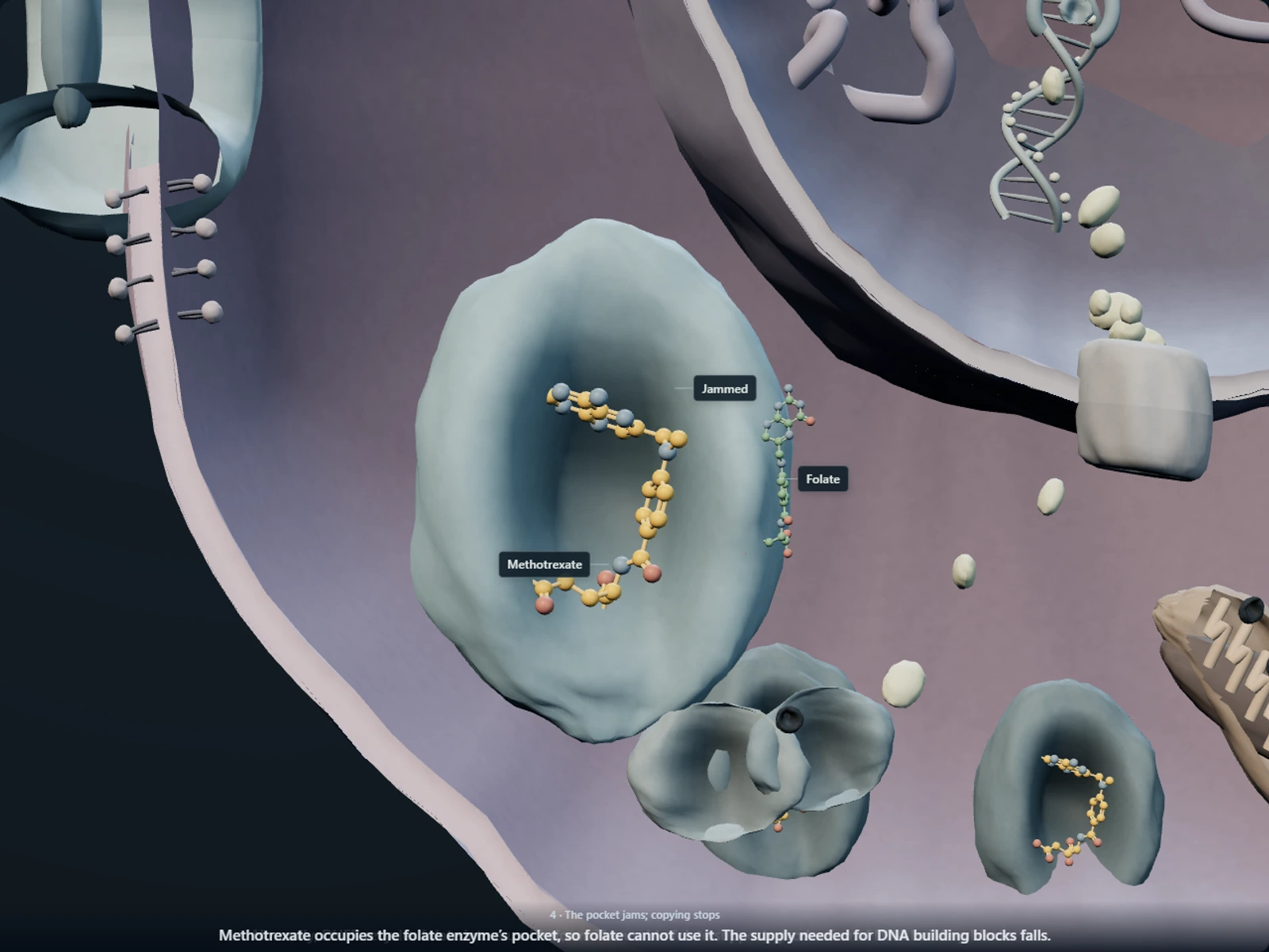Poster for How high-dose methotrexate floods the body, jams the folate enzyme in leukemia cells, and why a rescue medicine follows