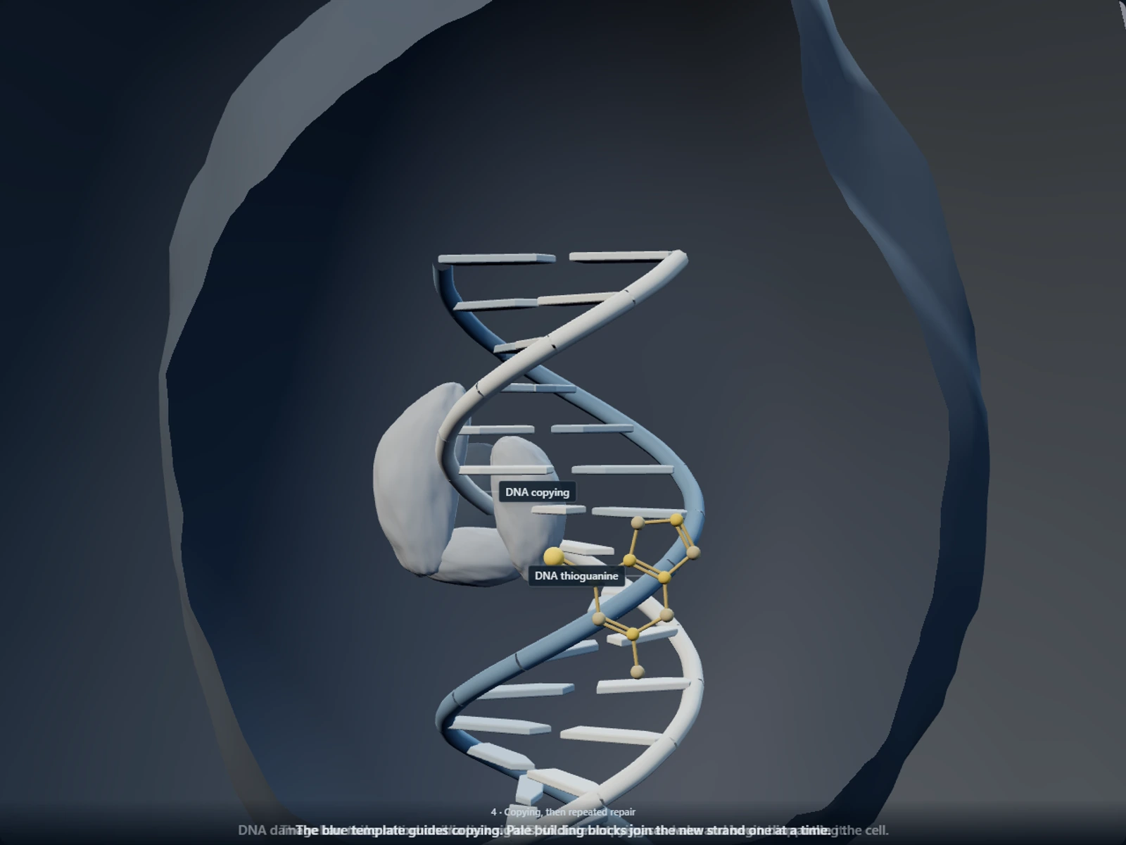 Poster for How a daily mercaptopurine tablet becomes a fake DNA letter inside leukemia cells