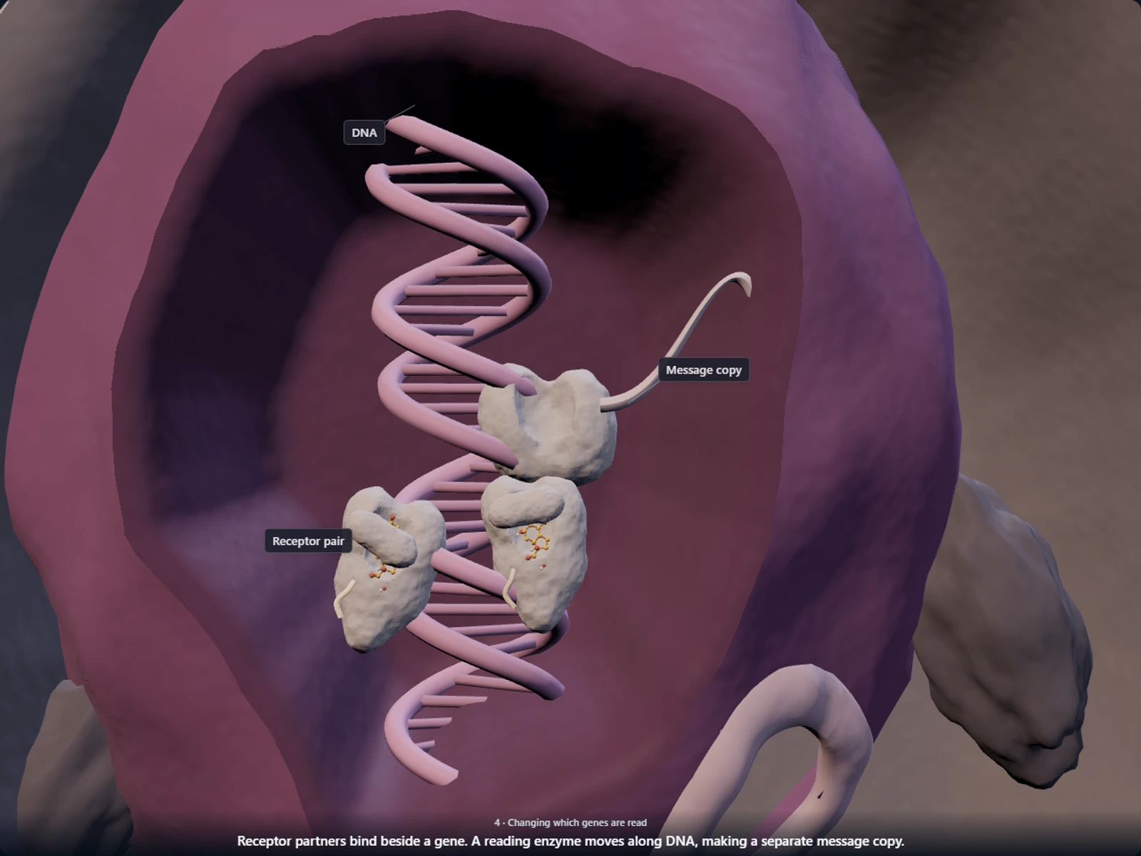 Poster for How prednisolone reaches a leukemia cell, wakes its steroid receptor and changes which genes are read