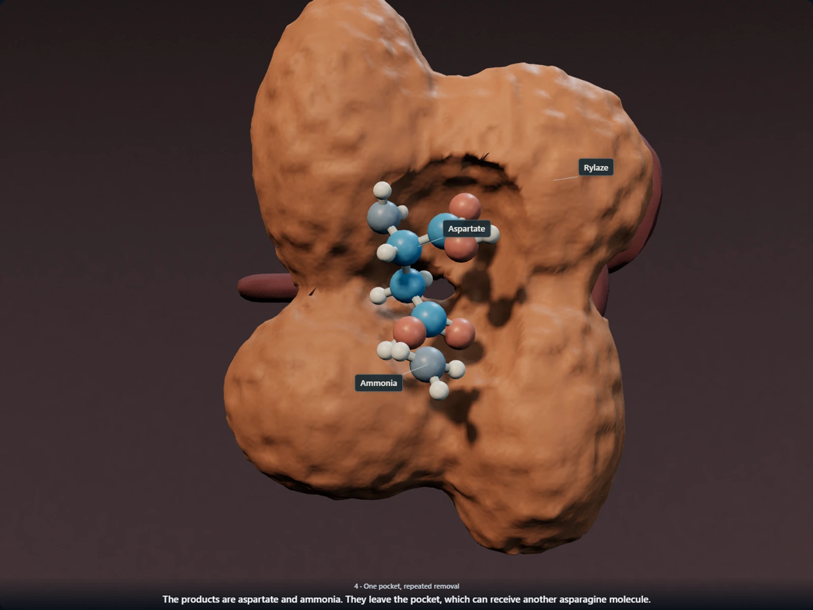 Poster for How Rylaze keeps stripping asparagine from the blood after the immune system has learned to block the first asparaginase