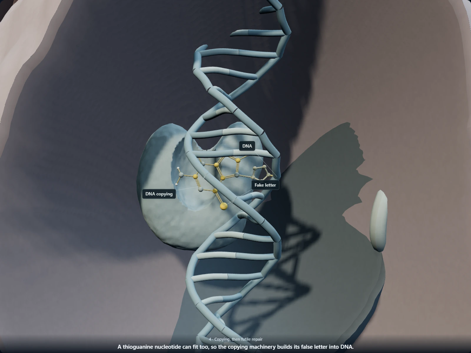 Poster for How thioguanine is built into leukemia-cell DNA and why the cell's proofreader cannot fix it