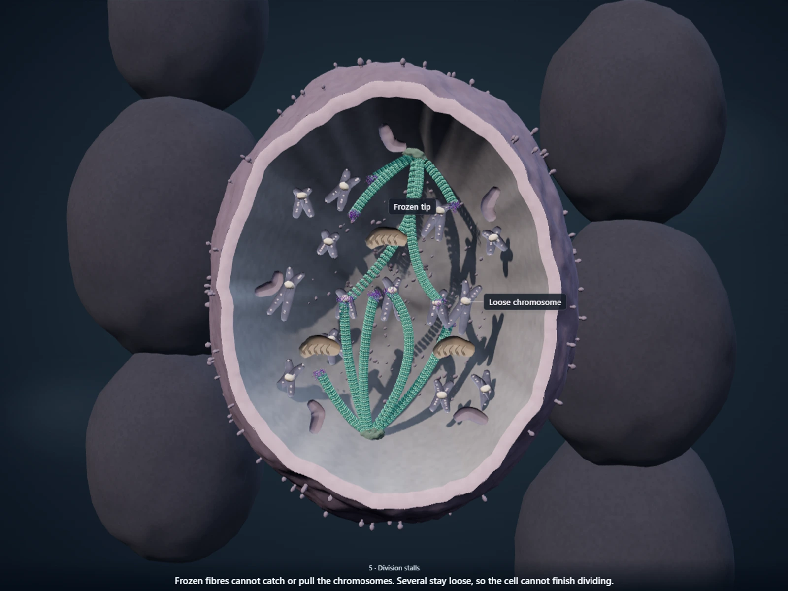 Poster for How vincristine jams the machinery a leukemia cell uses to divide